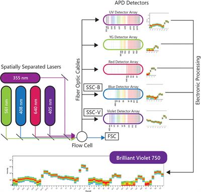 Frontiers | Full Spectrum Flow Cytometry As A Powerful Technology For ...